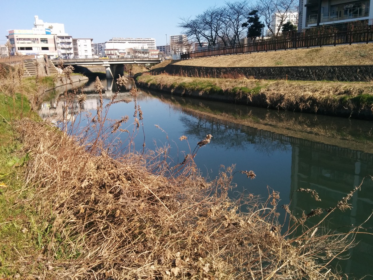 鯉釣り 旧芝川 晴れ えびみそ釣行記 鯉釣り 旧芝川 晴れ えびみそ釣行記