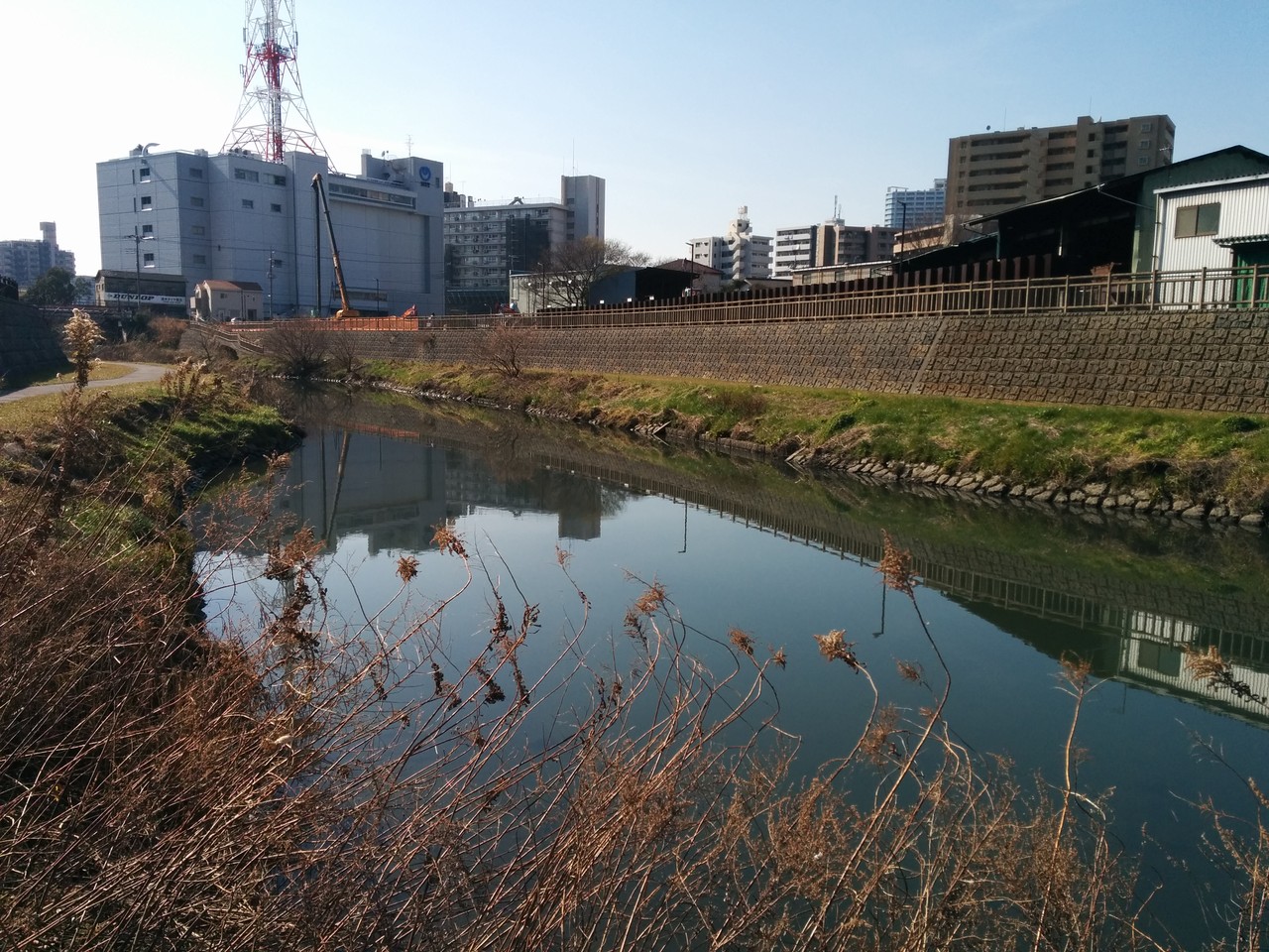 鯉釣り 旧芝川 晴れ えびみそ釣行記 鯉釣り 旧芝川 晴れ えびみそ釣行記