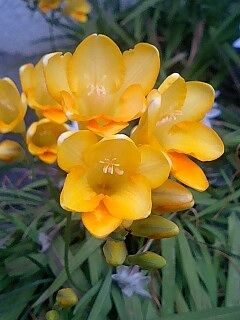 フリージア 花言葉 花からのプレゼント 花言葉 花からのプレゼント 花言葉がいっぱい フリージア 花言葉 花からのプレゼント 花言葉 花からのプレゼント 花言葉がいっぱい