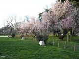 070311-hanami5