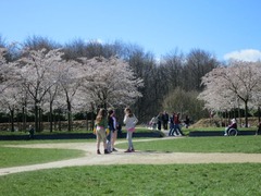 Blossom04