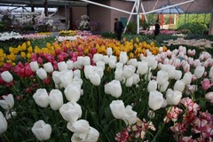 Keukenhof04