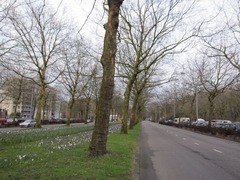 crocus01
