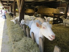 Geitenboerderij26