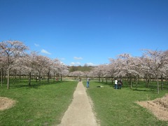 Sakura01