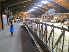 Geitenboerderij22
