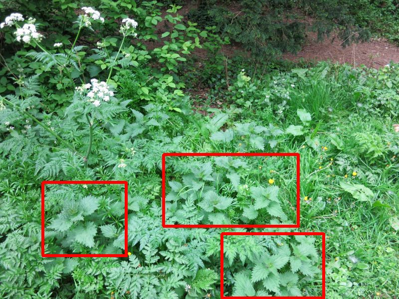 春の草 イラクサ 刺草 にご注意 Amstelveen Blog