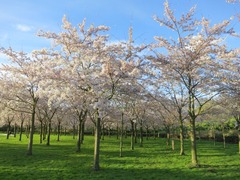 Sakura107