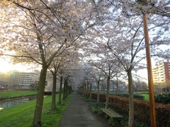 Sakura111