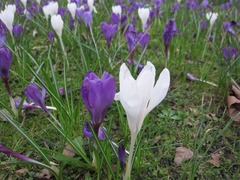 crocus04