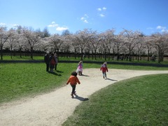 Blossom05