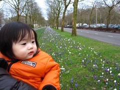 crocus06