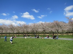 Blossom03