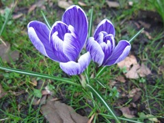 crocus07