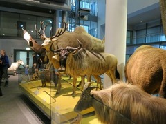 Naturalis10