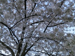 Sakura113