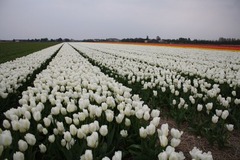 Keukenhof40