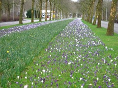 crocus05
