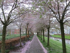 Sakura07