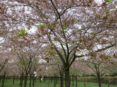 Sakura04