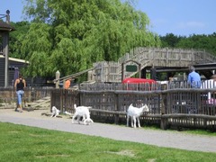 Geitenboerderij14