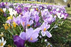 090324 crocus07