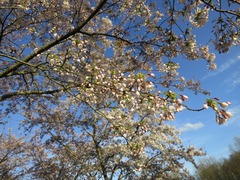 Sakura103