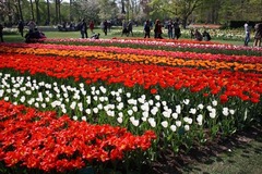 Keukenhof13