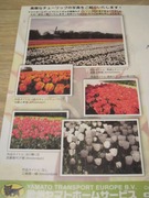 Tulip04