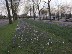 crocus02