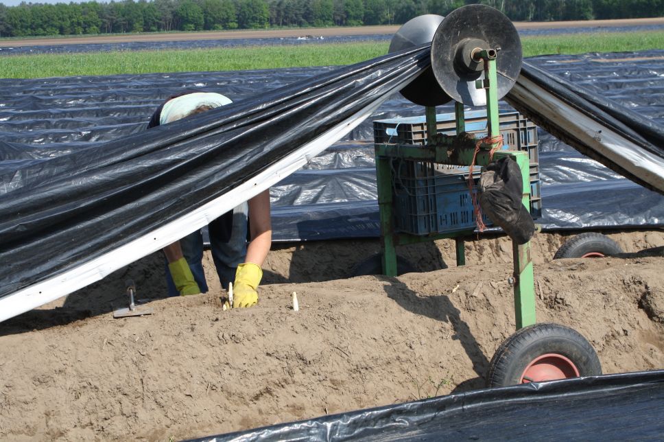 男の料理その5 ホワイトアスパラガスの天ぷら Amstelveen Blog