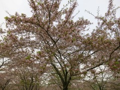 Sakura03