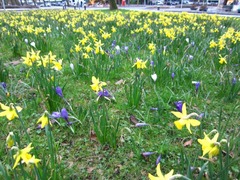 crocus09