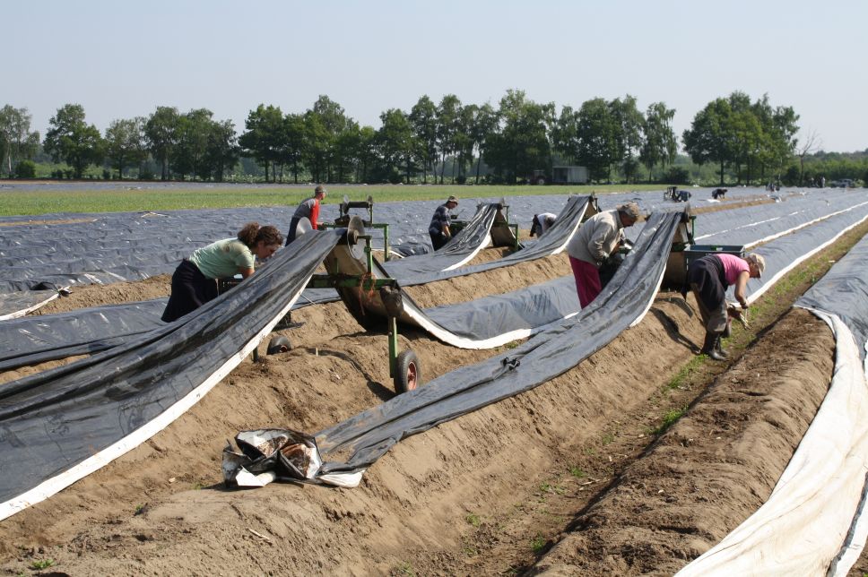 男の料理その5 ホワイトアスパラガスの天ぷら Amstelveen Blog