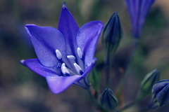 BlueBell02