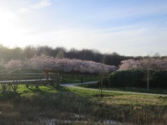 Sakura100