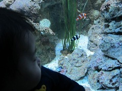 Sealife23