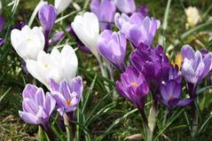 090324 crocus10