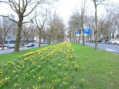 crocus08