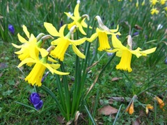 crocus10