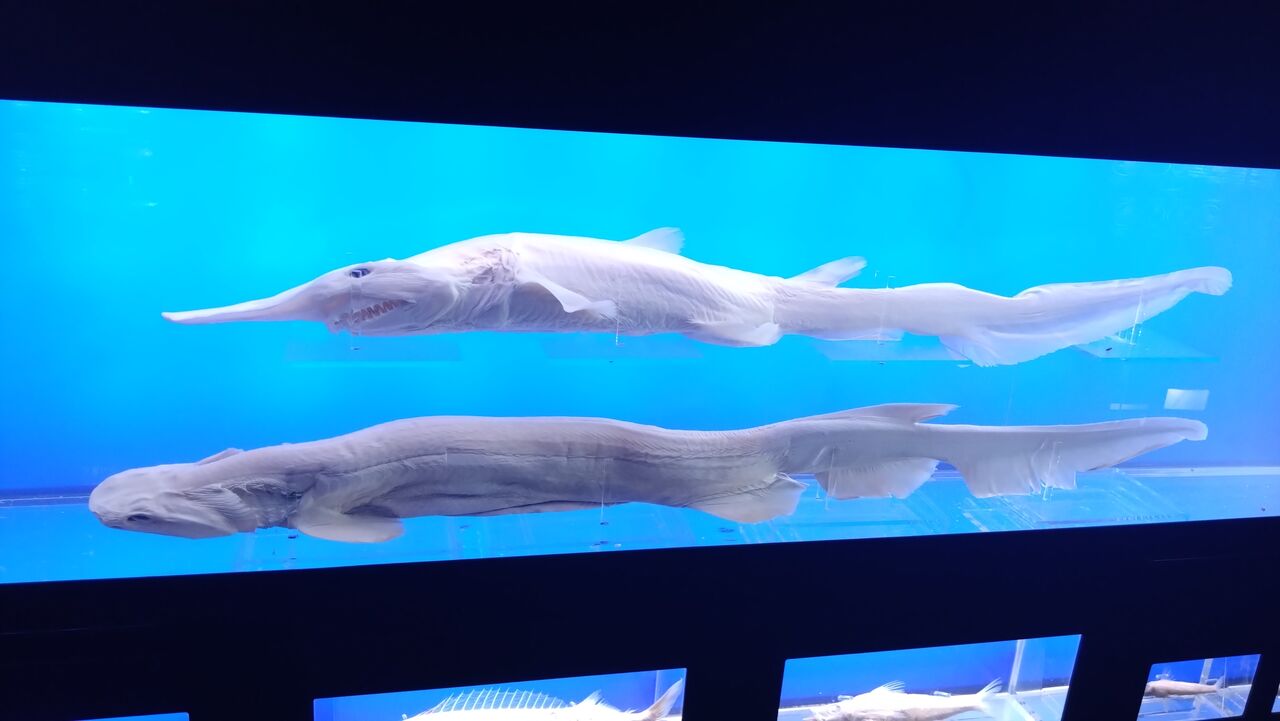 おでかけ子ザメコラボ！マリンワールド海の中道に行ってきた話