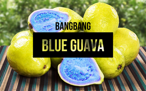 shisha_bangbang_blueguava_hookah