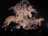 sakura2