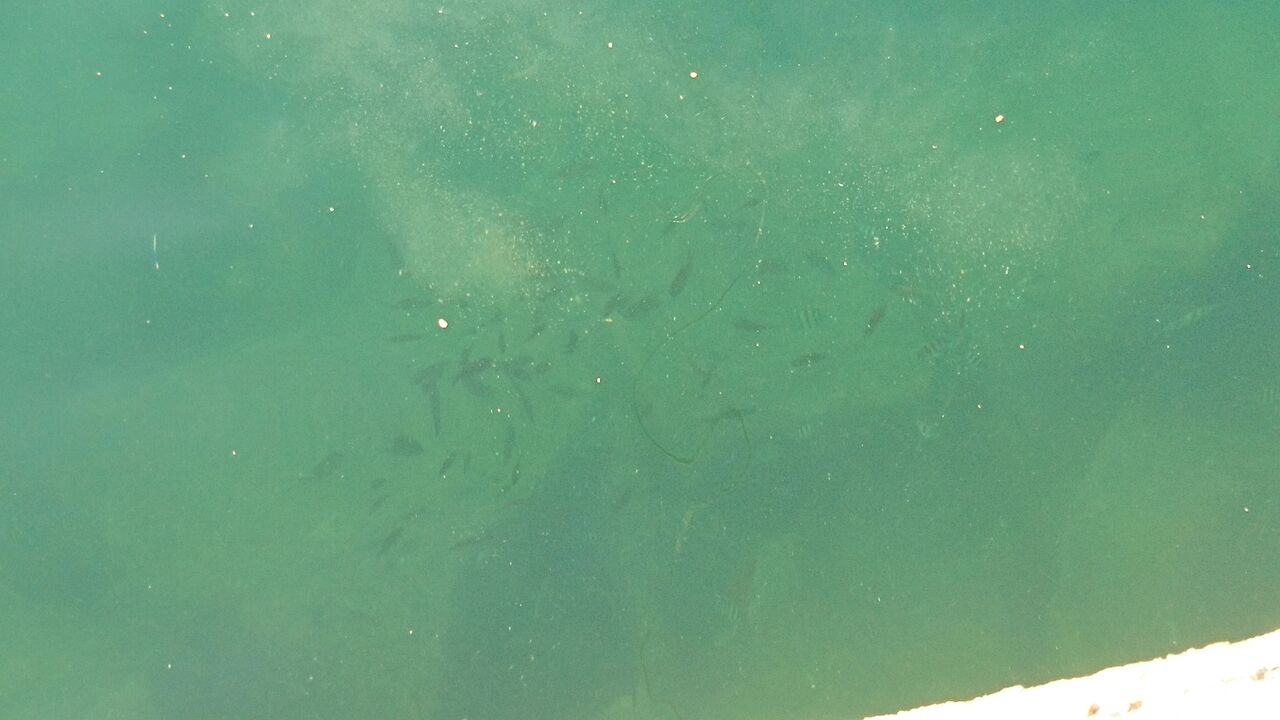 フカセ釣り 撒き餌 グレ メジナ釣りのマキエ オススメの配合エサ紹介 磯釣り堤防釣りの集魚材3選 グレパワーv9 グレベスト 爆寄せグレ 猪丸の釣りとその他諸々 フカセ釣り 撒き餌 グレ メジナ釣りのマキエ オススメの配合エサ紹介 磯釣り堤防釣りの集魚材3選 グレパワーv9 グレベスト 爆寄せグレ 猪丸の釣りとその他諸々