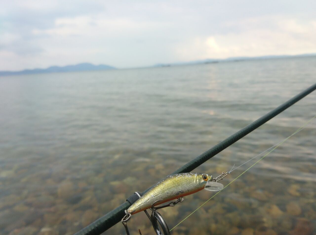 21年7月釣行記録 琵琶湖でハスのルアー釣り ミノーで10匹越えの好釣果 ハス釣り ケタバス釣り ハス料理 猪丸の釣りとグルメと