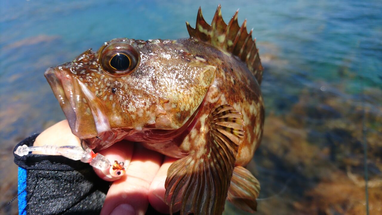 年6月釣行記録 ルアー 初夏のゴロタ場でガシラ カサゴ 釣り 余裕の10匹越え 福井県 若狭湾小浜エリア 穴釣り 猪丸の釣りとその他諸々