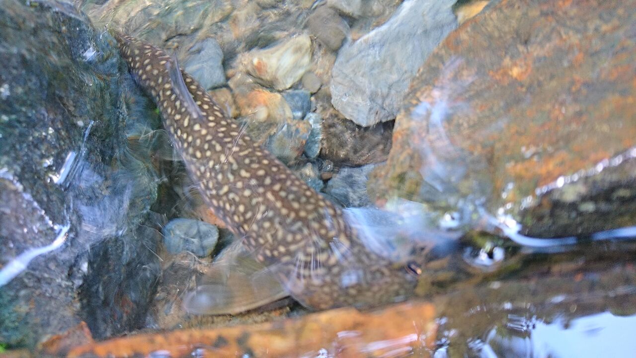 21年5月釣行記録 チョロチョロ沢の源流イワナ釣りと支流のアマゴ釣り 渓流釣り 猪丸の釣りとグルメと 21年5月釣行記録 チョロチョロ沢の源流イワナ釣りと支流のアマゴ釣り 渓流釣り 猪丸の釣りとグルメと