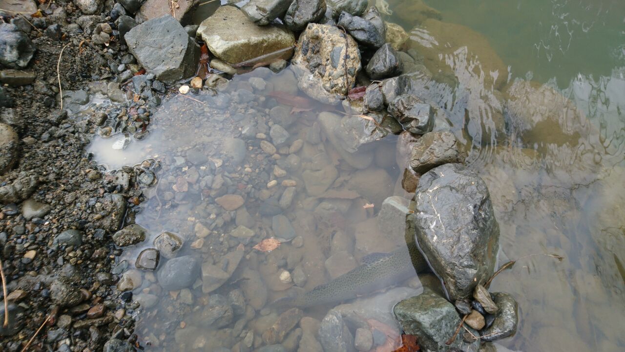 年1月 大阪の芥川マス釣り場でニジマス釣り エリアトラウト 猪丸の釣りとその他諸々 年1月 大阪の芥川マス釣り場でニジマス釣り エリアトラウト 猪丸の釣りとその他諸々
