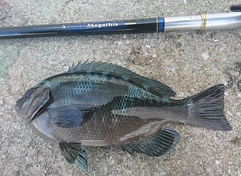 DAIWA磯竿 紫電1-5.3m他(計2本)オマケあり DAIWA磯竿 紫電1-5.3m他(計2本)オマケあり