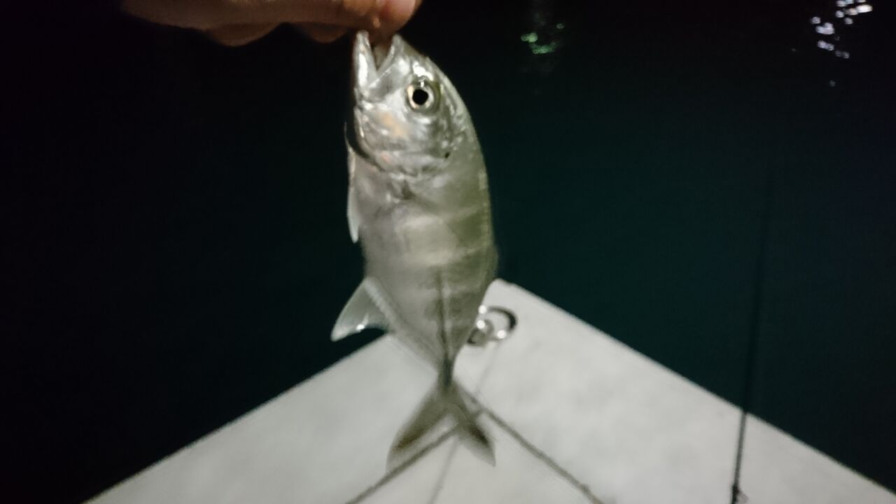 年釣行記録 お正月に冬のメッキ釣り パックロッドで常夜灯をランガン 高知 冬のエバ釣り 猪丸の釣りとその他諸々